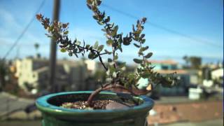 Timelapse 2-axis motion stage test