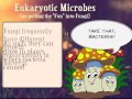 BIO-113: Lab 13 - Intro to Eukaryotic Microbes