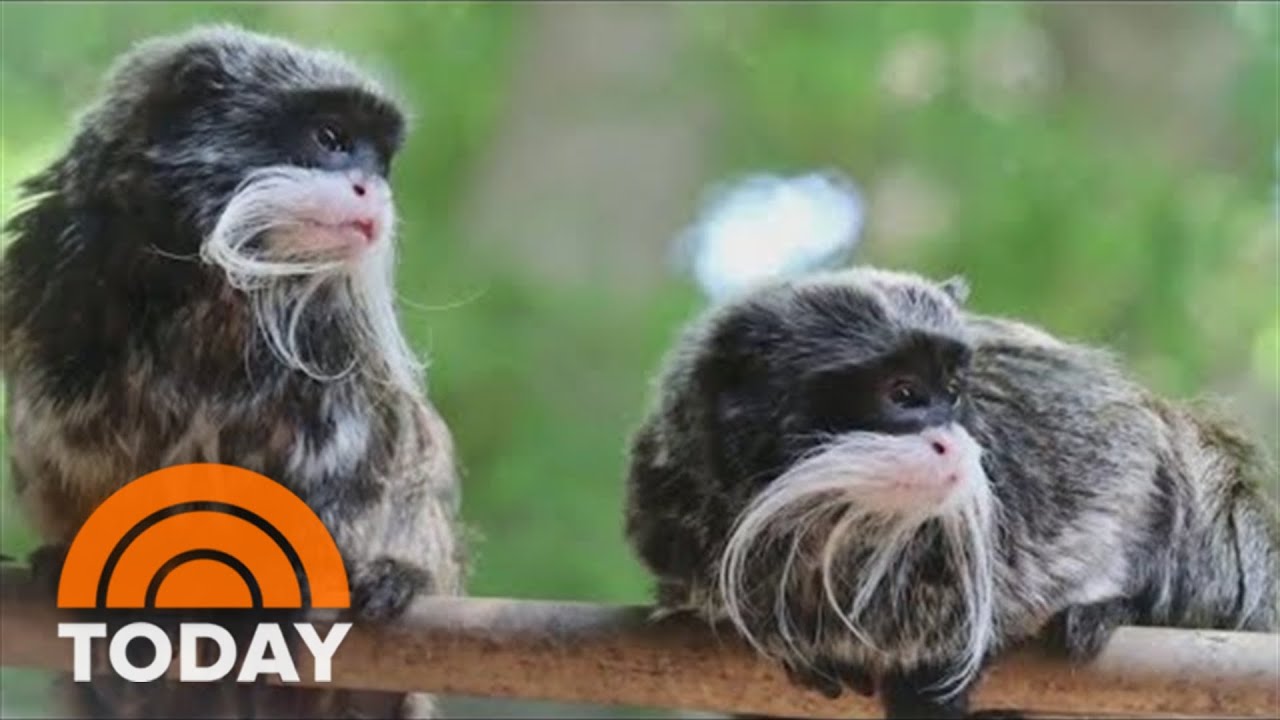 Missing Dallas Zoo Monkeys Found Alive In Closet Of Empty Home - YouTube