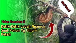 Kecelakaan Saat Panen Madu Hutan//Pohon Patah //Honey Apis dorsata