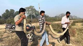 Indian rock python rescue #snake #python #snake #viral