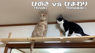 猫パンチを連打する猫のケンカがかわいい