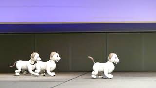 ソニー 新「aibo」 登場