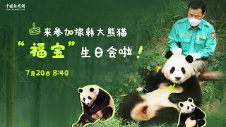 来参加旅韩大熊猫“福宝”生日会啦！