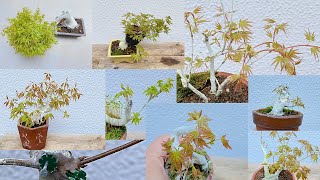 maple sprout collection 2020 もみじ/かえでの芽吹き集