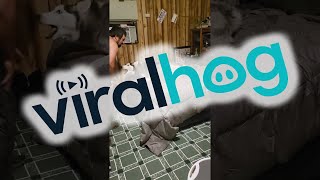 Husky's Nighttime Ritual || ViralHog