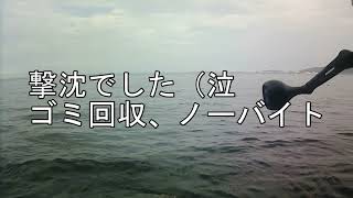 宮城釣りR5磯フラット　やっぱりいつもの場所　#釣り 　#磯