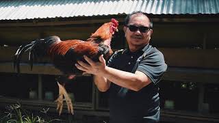 Promoting Backyard Chicken Farming to Address Poverty In Rural Mindanao