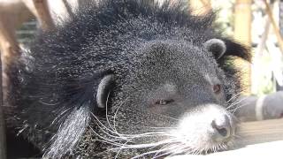 眠そうなビントロングのトロンさん(福岡市動物園)