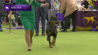 Beaucerons | Breed Judging 2025