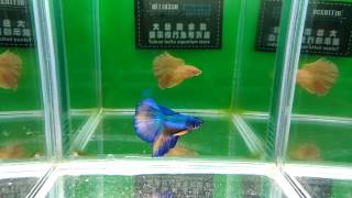 大台南展示級鬥魚 大台南展示級鬥魚 170118 藍黃+黃