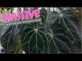 EXPOSE A Rare Old Anthurium flowers + Massive Anthurium house plant || A Garden Cat - EP34