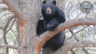 Four bears killed after Lake City attack were food-conditioned, CPW believes