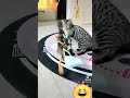 The Duck and the Cat funny tiktok clip / Please Like and Subscribe