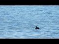 white winged scoter at kramper lake.