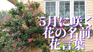 5月に咲く花の名前と花言葉