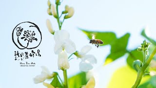 【白花豆蜂蜜】北海道北見市留辺蘂 種田養蜂場