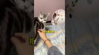 桑葚：即使在生气的时候也不可以伤害最爱的人噢～#tiktokcat #桑葚 #桑葚是只猫 #美短 #猫咪 #萌寵