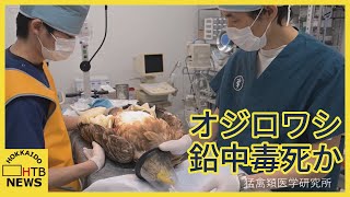 天然記念物のオジロワシ衰弱死　急性鉛中毒か　胃の中から鉛弾のかけら　北海道では今年度初