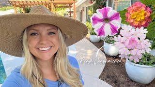 Planting Up My 3 Big Pots with Proven Winners Superbena Pink Cashmere! :: Container Gardening!
