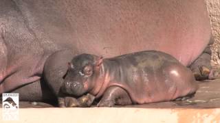 Sleepy Baby Hippo Finds Perfect Pillow