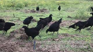 கடக்னாத் கோழி விற்பணை