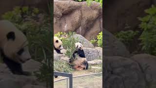 【お食事レイちゃんとウロウロシャオくん🐼】〜上野動物園〜