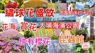 【港玩港遊】繡球花+櫻花盛放 @大埔海濱公園 ‖ 盛放期有限 ‖ 再免費參觀大埔昆蟲館 + 香港回歸紀念塔 ‖ 仲有大草地+多款盛放花卉 ‖ 可租單車 ‖ 19/2/2023拍攝