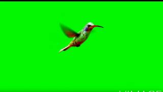Green screen humming bird for editing
