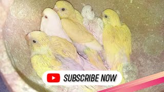 বাজ্রিগার টেম সাইজ বাচ্চা | Budgie tame size baby| #budgie #বাজারিকা #বাজ্রিগার