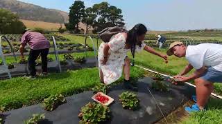 we are went to Strawberry and sunflowers farm in Richmond Tas Australia