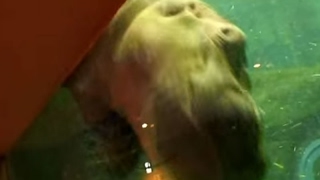 旭山動物園（北海道旭川市）　カバが溺れてる！？ - Hippopotamus at ASAHIYAMA ZOO ( Aasahikawa , Hokkaido )