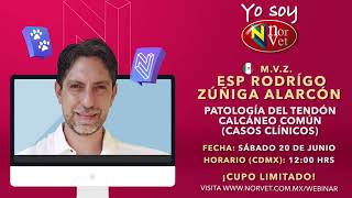 WEBINAR NORVET - Conferencia “Patología del tendón calcáneo común” M.V.Z. Esp Rodrigo Zúñiga Alarcón