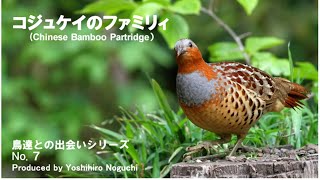 野山で「ちょっと来い、ちょっと来い」と鳴き続ける鳥「コジュケイ」のファミリィの姿を動画にしました