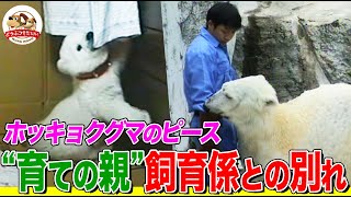 【奇跡の記録】もう自宅では育てられない…飼育係とホッキョクグマ「ピース」の別れ やがて異常行動で命の危機に！Part２【どうぶつ奇想天外／WAKUWAKU】