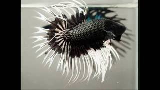 8800 Gambar Ikan Cupang Terindah Di Dunia Gratis Terbaru