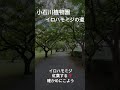 イロハモミジの並木　小石川植物園　東京大学大学院理学系研究科付属植物園　2024年9月