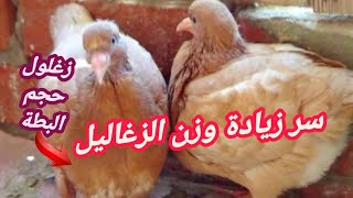 أسرار محدش هيقولك عليها لو عملتهامع الحمام هتنتج زغاليل كتير ووزن الزغلول هيبقى نص كيلو