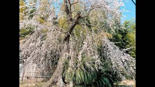 大山崎町桜名所