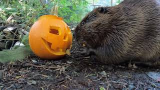 Cute Beavers Go Trick-Or-Treating