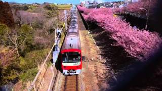 河津桜 三浦海岸桜まつり / Early blooming Cherry blossoms - Kawazu-zakura