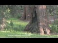 yosemite preservation pkg yosemite series part i