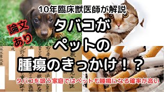 タバコがペットを腫瘍にする？タバコが犬猫に与える影響！【獣医が解説】 #犬 #猫 #獣医 #犬 #愛犬 #猫好きさんと繋がりたい #いぬのいる生活 #猫のいる暮らし #いぬ #ねこ #かわいい犬