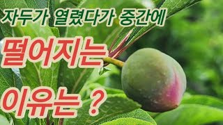 (자두농장이야기#92) 자두가 열렸다가 중간에 떨어지는 이유는?