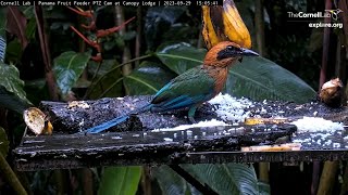 Soggy Rufous Motmot Shares Platform With Basilisk Lizard In Rainy Panama  – Sept. 29, 2023