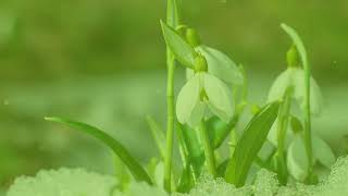 How to Grow Snowdrop