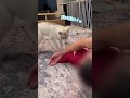 何故かキレてる合間にお手をするハスキー犬　 シベリアンハスキー ハスキー siberianhusky