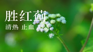 【胜红蓟】藿香蓟，严重入侵物种，会导致其它植物难以生存