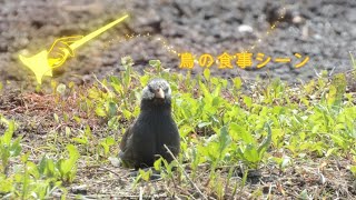 「田んぼと河川敷で鳥たちの食事シーン」