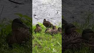 Young Mallard Duck 🦆  Raindrops Keep Falling On my Head カモ 雨に濡れて #shorts #birds #rain #野鳥